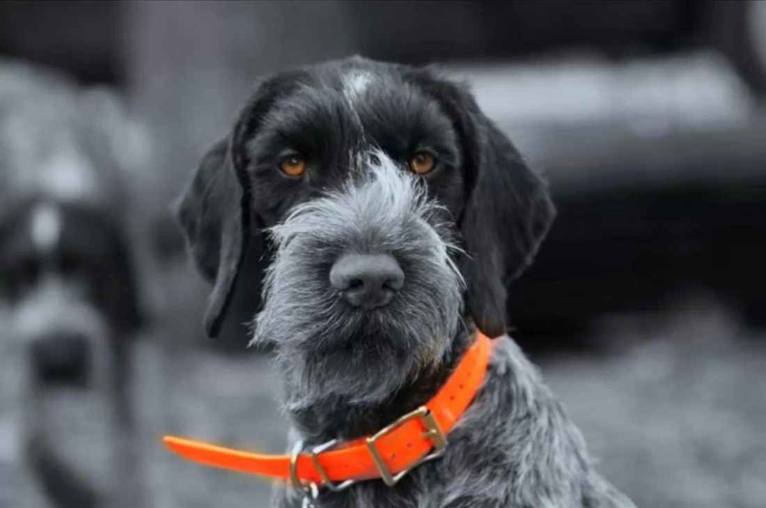 Double D Picards German Wirehaired Pointers Home